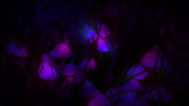 Magic mushrooms grass macro glowing light
