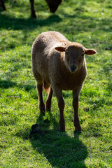 Animal collection, young and old sheeps grazing on green meadows on Haspengouw, Belgium