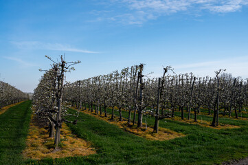 Obraz premium Spring white blossom of pear fruit trees in orchard, Sint-Truiden, Haspengouw, Belgium