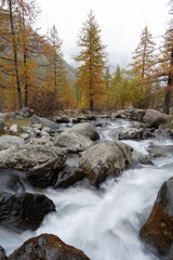 Vertical shot of mountain river in the forest in autumn, long exposure water flowing over rocks and colored trees