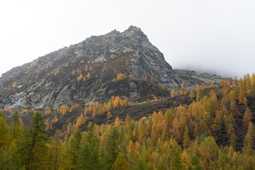 view of mountain valley and alpine forest with autumn colorful trees