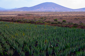 Aloe vera plantation, cultivation of aloe vera, healthy plant used for medicine, cosmetics, skin care, decoration