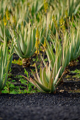 Obraz premium Aloe vera plantation, cultivation of aloe vera, healthy plant used for medicine, cosmetics, skin care, decoration