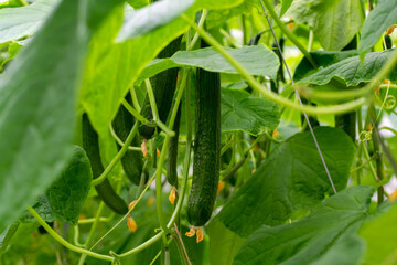 Young green cucumbers vegetables hanging on lianas of cucumber plants in green house