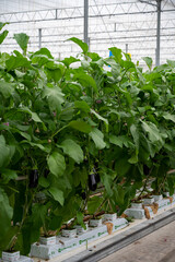 Fototapeta na wymiar Dutch organic greenhouse farm with rows of eggplants plants with ripe violet vegetables and purple flowers