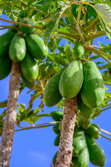 Tropical green papaya fruits hanging on tree