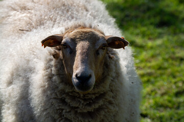 Animal collection, young and old sheeps grazing on green meadows on Haspengouw, Belgium