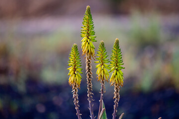 Aloe vera plantation, cultivation of aloe vera, healthy plant used for medicine, cosmetics, skin...