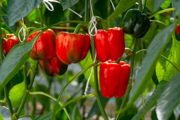 Big ripe sweet bell peppers, red paprika, growing in glass greenhouse, bio farming in the...
