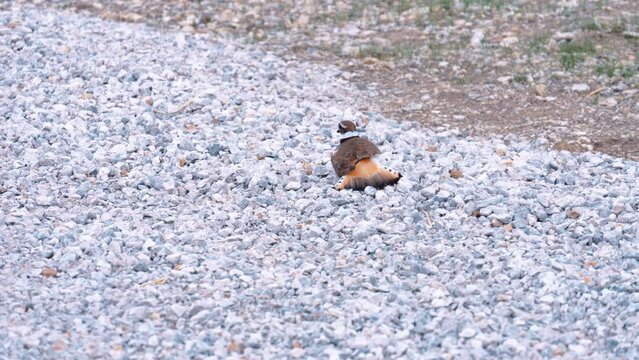Killdeer Bird in Park Acting Injured