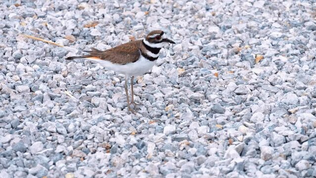 Killdeer Bird in Park Acting Injured