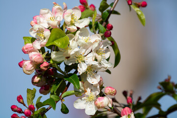 Spring pink blossom of apple trees in orchard, fruit region Haspengouw in Belgium, close up