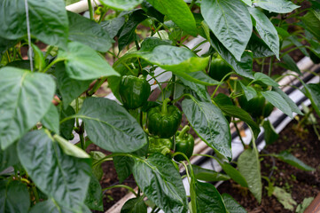 Big ripe sweet bell peppers, green paprika, growing in glass greenhouse, bio farming in the Netherlands