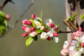 Obraz premium Spring pink blossom of apple trees in orchard, fruit region Haspengouw in Belgium, close up