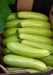 Fresh ripe green courgette or zucchini in box, new harvest on organic farm in the Netherlands