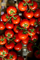 Red ripe tasty Dutch tomatoes growing indoor in greenhouse all seasons, food industry in Netherlands