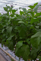 Fototapeta na wymiar Dutch organic greenhouse farm with rows of eggplants plants with ripe violet vegetables and purple flowers