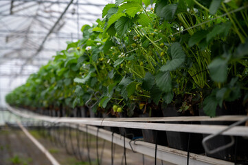 Spring season in greenhouse, unripe green strawberries growing on organic strawberry farm in the Netherlands