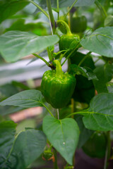 Big ripe sweet bell peppers, green paprika, growing in glass greenhouse, bio farming in the Netherlands