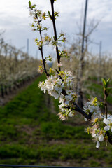 Spring white blossom of plum fruit trees in orchard, Sint-Truiden, Haspengouw, Belgium