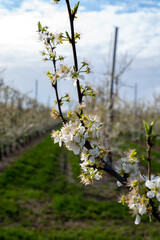 Spring white blossom of plum fruit trees in orchard, Sint-Truiden, Haspengouw, Belgium