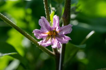 Dutch organic greenhouse farm with rows of eggplants plants with ripe violet vegetables and purple flowers