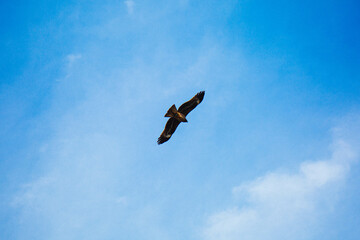 an eagle flying in the sky