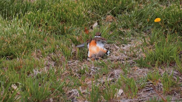 Killdeer Bird in Park Acting Injured