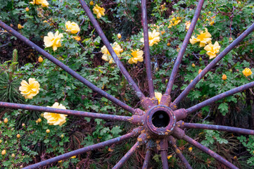 Antique Wheel with Roses