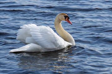 Mute Swan in the water