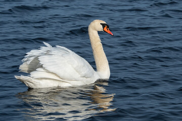 Mute Swan in the water