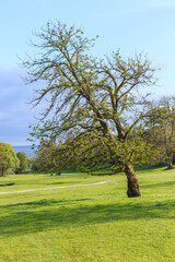 Fototapeta na wymiar England, North Yorkshire, Wharfedale Oak tree in the countryside.