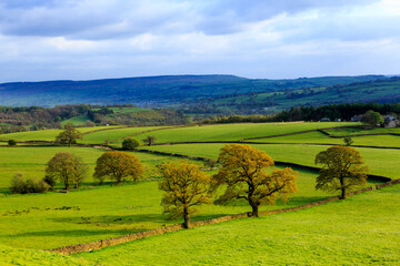 England, North Yorkshire, Wharfedale, Bolton Abbey,  Near River Wharfe. Local fields with Oak Trees.