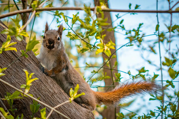 Cute squirrel in park in toronto