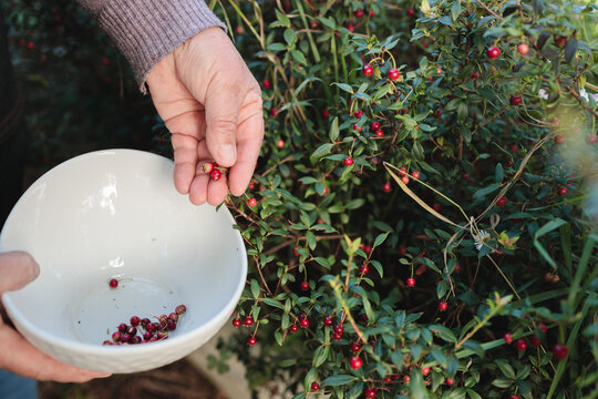 Unrecognizable mapuche woman picking chilean superfood murta berry into a bowl. Ugni molinae