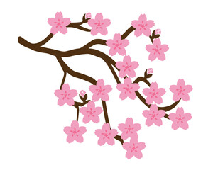 Sakura flowers. Branch of cherry blossoms. vector illustration isolated on transparent background.