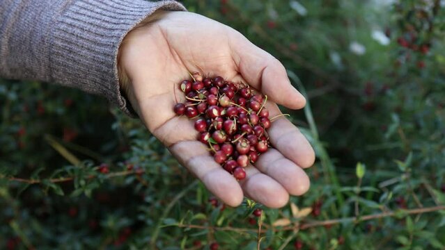 The Power of Murta or murtilla: Picking handful Wild Chilean Berry, with Vitamins, Minerals, and Antioxidants