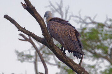 Hooded vulture in Kruger Park South Africa