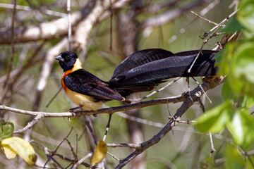 Long-tailed widowbird in Kruger Park South Africa