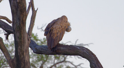 Hooded vulture in Kruger Park South Africa