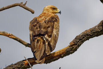 Tawny Eagle in Kruger Park South Africa
