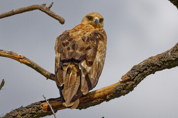 Tawny Eagle in Kruger Park South Africa