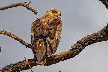 Tawny Eagle in Kruger Park South Africa