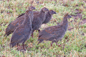 Guinea Fowl in Kruger Park South Africa