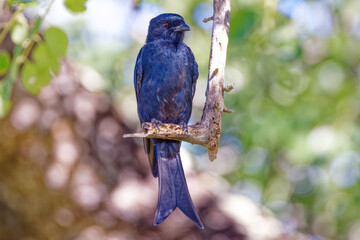 Fork-Tailed Drongo in Kruger Park South Africa