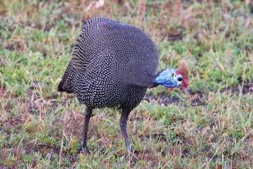 Guinea Fowl in Kruger Park South Africa