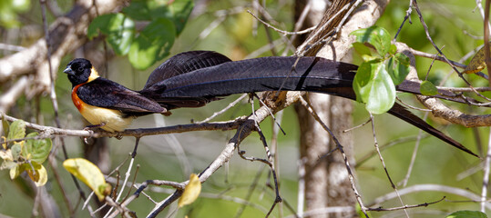 Long-tailed widowbird in Kruger Park South Africa