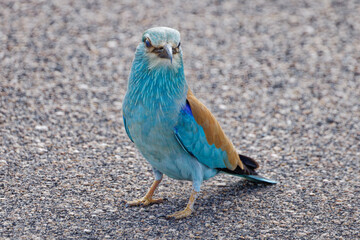European Roller in Kruger Park South Africa