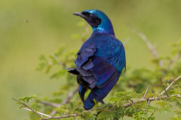 Burchell's Starling in Kruger Park South Africa