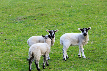 England, West Yorkshire. Landscape, hills, valleys, fields, pastures, grazing lands. Sheep, lambs.